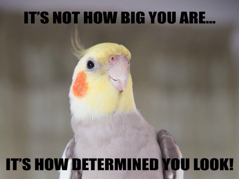 birb.jpg